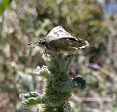 Muschampia baeticus