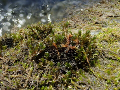 Cinclidotus riparius