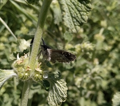 Muschampia baeticus