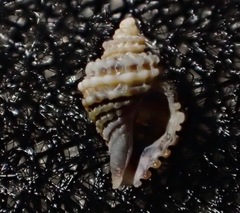 Ocinebrina