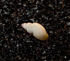 Odostomia turricula
