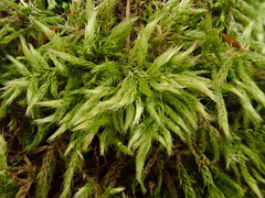 Brachythecium glareosum