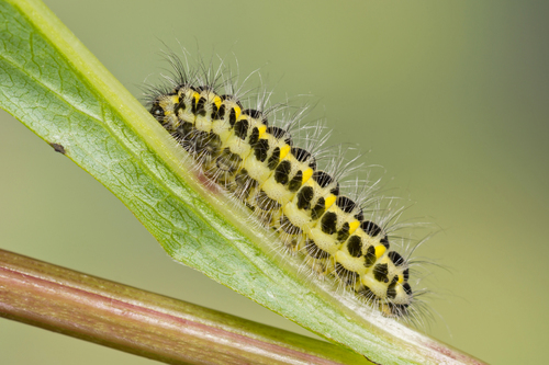 Paprastasis marguolis nuotrauka