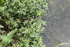 Marsilea mollis