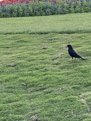 Passeriformes