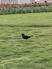 Passeriformes