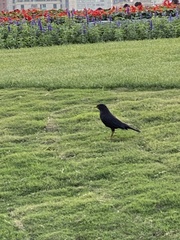 Passeriformes