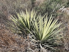 Yucca torreyi