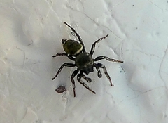 Heliophanus