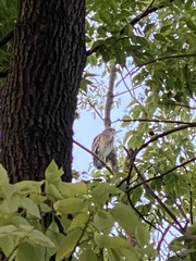 Nycticorax nycticorax