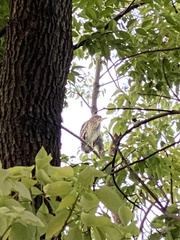 Nycticorax nycticorax