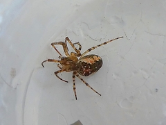 Metellina