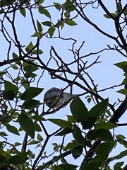 Nycticorax nycticorax