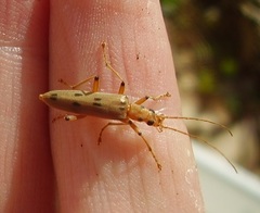 Parisopalpus nigronotatus