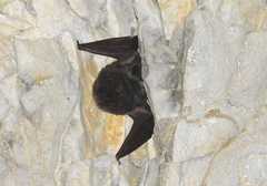 Barbastella barbastellus