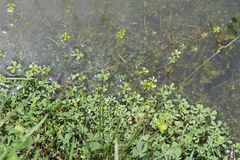 Marsilea mollis