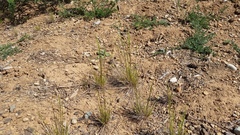 Festuca occidentalis