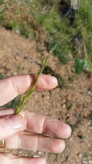 Festuca occidentalis