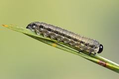 Neodiprion sertifer