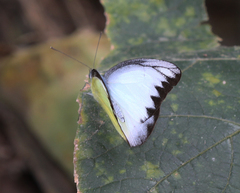 Appias lyncida eleonora