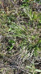 Carex rossii