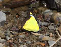 Appias lyncida eleonora