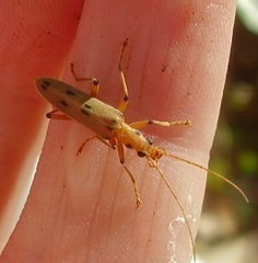 Parisopalpus nigronotatus