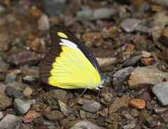 Appias lyncida eleonora