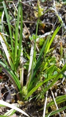 Carex rossii