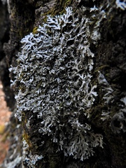 Heterodermia appalachensis