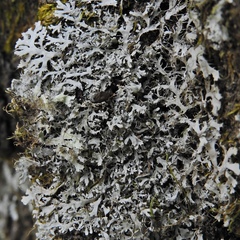 Heterodermia appalachensis