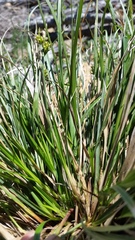 Carex rossii