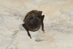 Barbastella barbastellus