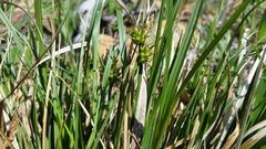 Carex rossii