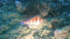 Coral hawkfish