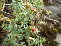 Sedum chloropetalum