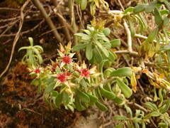 Sedum chloropetalum
