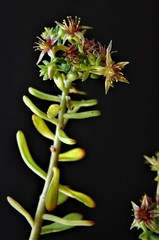 Sedum chloropetalum