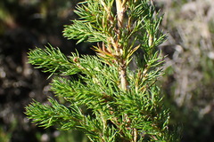 Cliffortia paucistaminea australis