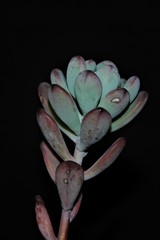 Sedum commixtum