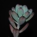 Sedum commixtum - Photo (c) Pablo Carrillo-Reyes, some rights reserved (CC BY-NC), uploaded by Pablo Carrillo-Reyes