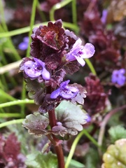 Glechoma hederacea