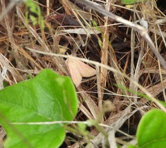 Pyrausta inornatalis