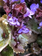 Glechoma hederacea