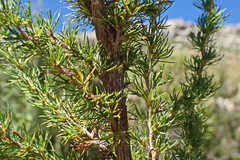 Cliffortia paucistaminea australis