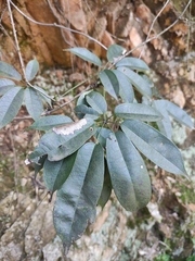 Stauntonia obovatifoliola urophylla