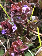 Glechoma hederacea