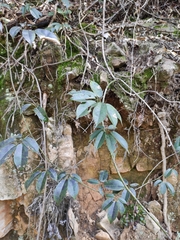 Stauntonia obovatifoliola urophylla