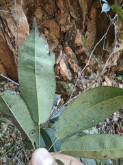 Stauntonia obovatifoliola urophylla