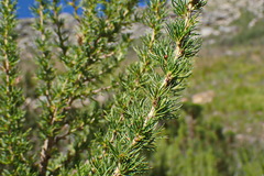 Cliffortia paucistaminea australis